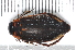  (Colymbetes paykulli - EIFF39)  @14 [ ] CreativeCommons - Attribution Non-Commercial Share-Alike (2014) NTNU University Museum, Department of Natural History NTNU University Museum, Department of Natural History
