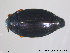  ( - EIFF14)  @13 [ ] CreativeCommons - Attribution Non-Commercial Share-Alike (2014) NTNU University Museum, Department of Natural History NTNU University Museum, Department of Natural History