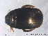  ( - EIFF43)  @12 [ ] CreativeCommons - Attribution Non-Commercial Share-Alike (2014) NTNU University Museum, Department of Natural History NTNU University Museum, Department of Natural History