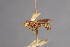  ( - CNC Diptera 28367)  @11 [ ] CreativeCommons - Attribution Non-Commercial (2010) Unspecified Agriculture and Agri-Food Canada