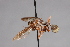  ( - CNC Diptera 28369)  @11 [ ] CreativeCommons - Attribution Non-Commercial (2010) Unspecified Agriculture and Agri-Food Canada