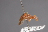  (Pseudophysocephala constricta - CNC Diptera 28390)  @11 [ ] CreativeCommons - Attribution Non-Commercial (2010) Unspecified Agriculture and Agri-Food Canada