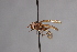  (Tropidomyia alexanderi - CNC Diptera 28395)  @11 [ ] CreativeCommons - Attribution Non-Commercial (2010) Unspecified Agriculture and Agri-Food Canada