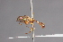  (Tropidomyia sp - CNC Diptera 28396)  @11 [ ] CreativeCommons - Attribution Non-Commercial (2010) Unspecified Agriculture and Agri-Food Canada