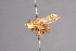  (Myopa longipilis - CNC Diptera 28406)  @11 [ ] CreativeCommons - Attribution Non-Commercial (2010) Unspecified Agriculture and Agri-Food Canada