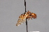  ( - CNC Diptera 28409)  @11 [ ] CreativeCommons - Attribution Non-Commercial (2010) Unspecified Agriculture and Agri-Food Canada