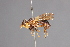  (Myopa virginica - CNC Diptera 28410)  @14 [ ] CreativeCommons - Attribution Non-Commercial (2010) Unspecified Agriculture and Agri-Food Canada