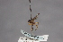  (Thecophora australiana - CNC Diptera 28412)  @11 [ ] CreativeCommons - Attribution Non-Commercial (2010) Unspecified Agriculture and Agri-Food Canada