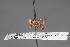  (Thecophora phillippinensis - CNC Diptera 28417)  @11 [ ] CreativeCommons - Attribution Non-Commercial (2010) Unspecified Agriculture and Agri-Food Canada
