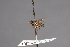  ( - CNC Diptera 28425)  @11 [ ] CreativeCommons - Attribution Non-Commercial (2010) Unspecified Agriculture and Agri-Food Canada