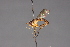 ( - CNC Diptera 28427)  @11 [ ] CreativeCommons - Attribution Non-Commercial (2010) Unspecified Agriculture and Agri-Food Canada