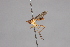  ( - CNC Diptera 28429)  @11 [ ] CreativeCommons - Attribution Non-Commercial (2010) Unspecified Agriculture and Agri-Food Canada
