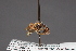  ( - CNC Diptera 12801)  @12 [ ] CreativeCommons - Attribution Non-Commercial (2010) Unspecified Agriculture and Agri-Food Canada