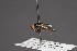  (Lamprogaster nigriceps - CNC Diptera 28444)  @11 [ ] CreativeCommons - Attribution Non-Commercial (2010) Unspecified Agriculture and Agri-Food Canada
