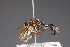  ( - CNC Diptera 28467)  @11 [ ] CreativeCommons - Attribution Non-Commercial (2010) Unspecified Agriculture and Agri-Food Canada