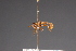  ( - CNC Diptera 1824)  @11 [ ] CreativeCommons - Attribution Non-Commercial (2010) Unspecified Agriculture and Agri-Food Canada