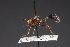  ( - CNC Diptera 28469)  @13 [ ] CreativeCommons - Attribution Non-Commercial (2010) Unspecified Agriculture and Agri-Food Canada