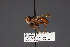  ( - CNC Diptera 28481)  @11 [ ] CreativeCommons - Attribution Non-Commercial (2010) Unspecified Agriculture and Agri-Food Canada