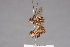  (Myopa polystigma - CNC Diptera 28483)  @11 [ ] CreativeCommons - Attribution Non-Commercial (2010) Unspecified Agriculture and Agri-Food Canada