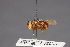  ( - CNC Diptera 28485)  @11 [ ] CreativeCommons - Attribution Non-Commercial (2010) Unspecified Agriculture and Agri-Food Canada