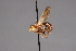  ( - CNC Diptera 28486)  @11 [ ] CreativeCommons - Attribution Non-Commercial (2010) Unspecified Agriculture and Agri-Food Canada