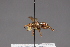  ( - CNC Diptera 28488)  @11 [ ] CreativeCommons - Attribution Non-Commercial (2010) Unspecified Agriculture and Agri-Food Canada