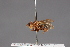  ( - CNC Diptera 28489)  @11 [ ] CreativeCommons - Attribution Non-Commercial (2010) Unspecified Agriculture and Agri-Food Canada