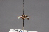 (Thecophora pusilla - CNC Diptera 28491)  @11 [ ] CreativeCommons - Attribution Non-Commercial (2010) Unspecified Agriculture and Agri-Food Canada