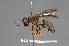 (Conops nobilis - CNC Diptera 28344)  @11 [ ] CreativeCommons - Attribution Non-Commercial (2010) Unspecified Agriculture and Agri-Food Canada
