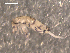  ( - ONTCOL0725)  @14 [ ] CreativeCommons - Attribution (2010) Unspecified Centre for Biodiversity Genomics