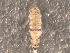  (Willowsia nigromaculata - ONTCOL0725)  @14 [ ] CreativeCommons - Attribution (2010) Unspecified Centre for Biodiversity Genomics