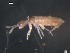  (Pseudosinella octopunctata - ONTCOL0588)  @13 [ ] CreativeCommons - Attribution (2010) Unspecified Centre for Biodiversity Genomics