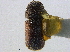  ( - BIOUG09887-H05)  @13 [ ] CreativeCommons - Attribution (2014) CBG Photography Group Centre for Biodiversity Genomics