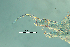  (Mastigodiaptomus cf. reidae - ZPLMX576)  @11 [ ] CreativeCommons - Attribution (2018) Manuel Elias-Gutierrez El Colegio de la Frontera Sur, Unidad Chetumal