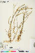  (Elymus sajanensis - CCDB-36018-D04)  @11 [ ] CreativeCommons - Attribution Non-Commercial 4.0 International (2020) Canadian Museum of Nature Canadian Museum of Nature