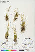  (Juncus albescens - CCDB-36017-G11)  @11 [ ] CreativeCommons - Attribution Non-Commercial 4.0 International (2020) Canadian Museum of Nature Canadian Museum of Nature