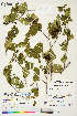  (Alnus alnobetula - CCDB-36014-E10)  @11 [ ] CreativeCommons - Attribution Non-Commercial 4.0 International (2020) Canadian Museum of Nature Canadian Museum of Nature
