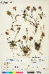  ( - CCDB-36016-F03)  @11 [ ] CreativeCommons - Attribution Non-Commercial 4.0 International (2020) Canadian Museum of Nature Canadian Museum of Nature