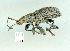  (Leptopiini - gvc13600-1L)  @14 [ ] Copyright (2004) Unspecified Unspecified