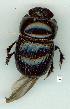  ( - gvc14086-1L)  @12 [ ] Copyright (2004) Unspecified Research Collection of Graeme Cocks
