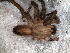  ( - LNP-04245)  @12 [ ] CreativeCommons - Attribution Non-Commercial Share-Alike (2013) Martin J. Ramirez Museo Argentino de Ciencias Naturales