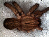  ( - LNP-04246)  @13 [ ] CreativeCommons - Attribution Non-Commercial Share-Alike (2013) Martin J. Ramirez Museo Argentino de Ciencias Naturales