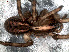  ( - LNP-04245)  @12 [ ] CreativeCommons - Attribution Non-Commercial Share-Alike (2013) Martin J. Ramirez Museo Argentino de Ciencias Naturales