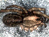  ( - LNP-04246)  @12 [ ] CreativeCommons - Attribution Non-Commercial Share-Alike (2013) Martin J. Ramirez Museo Argentino de Ciencias Naturales