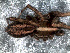  ( - LNP-04250)  @12 [ ] CreativeCommons - Attribution Non-Commercial Share-Alike (2013) Martin J. Ramirez Museo Argentino de Ciencias Naturales