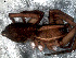  ( - LNP-04251)  @13 [ ] CreativeCommons - Attribution Non-Commercial Share-Alike (2013) Martin J. Ramirez Museo Argentino de Ciencias Naturales