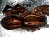  ( - LNP-04249)  @11 [ ] CreativeCommons - Attribution Non-Commercial Share-Alike (2013) Martin J. Ramirez Museo Argentino de Ciencias Naturales