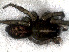  ( - LNP-04250)  @12 [ ] CreativeCommons - Attribution Non-Commercial Share-Alike (2013) Martin J. Ramirez Museo Argentino de Ciencias Naturales