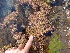  (Corallina sp. 4frondescens - GWS013077)  @13 [ ] CreativeCommons - Attribution Non-Commercial Share-Alike (2010) Unspecified University of New Brunswick