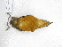  ( - UIS-CT0379)  @11 [ ] Unspecified (default): All Rights Reserved  Museo de Historia Natural UIS Universidad Industrial de Santander